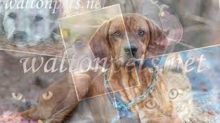 Redbone Coonhound quotPepperquot for adoption at waltonpetsnet [upl. by Alaek]