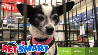 PetSmart Dog Adoption [upl. by Yeldua]