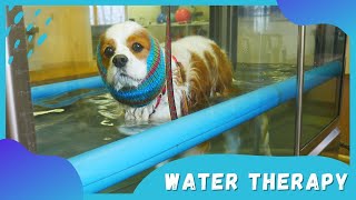 Water Treadmill Physical Therapy for Dogs  Canine Water Rehab for Neurological Disease [upl. by Dorotea]