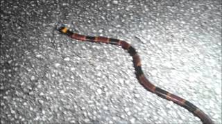 Coral Snake in the wild Micrurus fulvius Field herping [upl. by Engvall653]