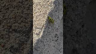 Yellow Leaf Beetle on the move [upl. by Derry]