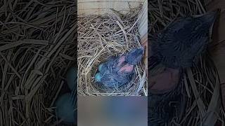 BiiiiiiiiiG Stretch 🐦🥱 bluebirds birds birdslover nestbox floridabirds nature [upl. by Annoif]