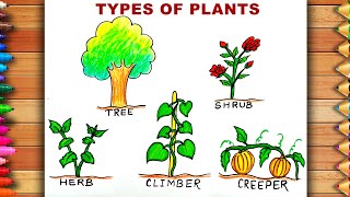 Plants Drawing With Names  Types of Plants Drawing  Tree Shrub Herb Climber Creeper Drawing [upl. by Johnstone]