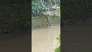 spot mancing liar ‼️ketika sungai membesar sehabis hujan deras hatiquotshorts [upl. by Annocahs]