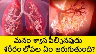 How The Respiratory System Works in Human Body in Telugu  How Breathing Works  Telugu Badi [upl. by Gennaro271]