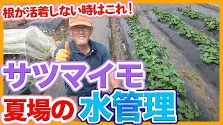 家庭菜園や農園のサツマイモ栽培で根が活着しない時はこれ！サツマイモを成功させる夏場の水やりの秘訣を徹底解説！【農家直伝】Sweet potato water management tips [upl. by Palladin]