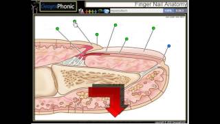 Anatomie eines Fingernagel Nagelhaut Nagelbett Nagelplatte hyponychium Nagelmatrix [upl. by Livesay749]