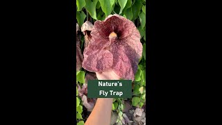 Aristolochia gigantea  Plant Talk [upl. by Yentihw600]