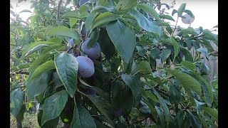 Growing Plums in Oregon Harvesting Pruning Propagating from Seed and More [upl. by Adnamal]