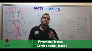 Pyramidal Tracts  Corticospinal Tract [upl. by Eceertal739]