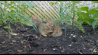 Cottontail Bunnies Exploring the Garden [upl. by Xuerd401]