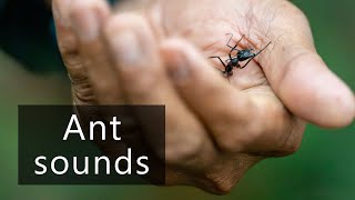 The tiny sounds of ants [upl. by Karine]