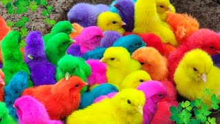 Tangkap Ayam Lucu Ayam Warna Warni Ayam Rainbow Gokil Kelinci Kucing Lucu Bebek Hewan Lucu 02 [upl. by Aremahs]