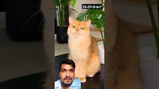 Toms privacy 🔏 cat cats catshorts cutespets viralvideo shortsfeed youtibeshorts viralshorts [upl. by Raddie]