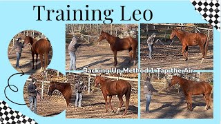 Training OTTB Leo Day 6 Fundamentals Backing Up Method 1 Tap the Air [upl. by Ratcliff]