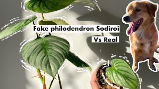 RARE PHILODENDRONS  Philodendron Sodiroi AFF vs Philodendron Sodiroi [upl. by Hcirdeirf762]