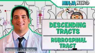 Neurology  Descending Tracts Rubrospinal Tract [upl. by Jodee]