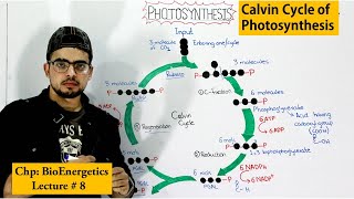 Calvin cycle [upl. by Jaenicke671]