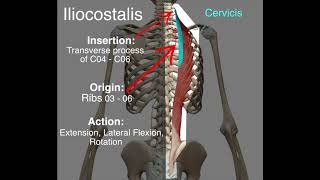 Iliocostalis  Origin amp Insertion [upl. by Uund]