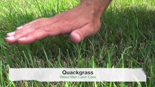 Crabgrass vs Quackgrass or Tall Fescue  Weedy Grasses [upl. by Arihas214]