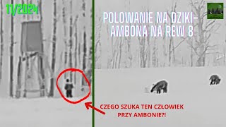 LEŚNE MYSZKOWANIE 112024 Polowanie na dziki ambona na rew 8 [upl. by Ailahtan]