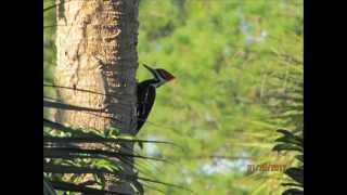 Sound of a Pileated Woodpecker [upl. by Walworth]