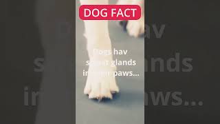 Dogs sweat through their paws but cool themselves by panting dog doglover [upl. by Enigroeg827]