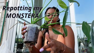 Repotting my Monstera Deliciosa [upl. by Matland]