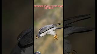 Falcon attack speed baldeagle attitude falcon animals viral [upl. by Romilda458]