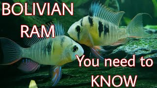 Bolivian Rams The Truth About Them [upl. by Attelrac]