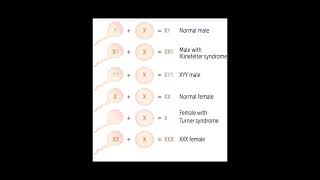 X Y chromosome neet2023 neet neetaspirant youtubeshorts [upl. by Suehtomit]