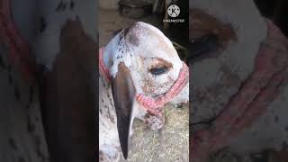 Vitamin c responsive dermatosis treatment  Follow up cattle calf [upl. by Landing307]