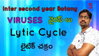 Lytic Cycle  లైటిక్ చక్రం  Multiplication of Bacteriophages  Viruses  Class 5 [upl. by Sklar]