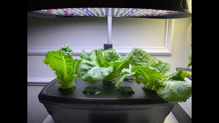 Growing Romaine Lettuce in My AeroGarden amp Harvest Many Times [upl. by Blasius]