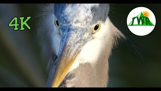 The Great Blue Heron Everything You Need To Know [upl. by Nednarb]