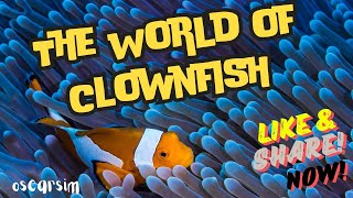 The Fascinating World of Clownfish Natures Little Wonders 🌊 [upl. by Ahsia]