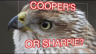 How to ID Coopers and Sharpshinned Hawks NARRATED [upl. by Bilow]