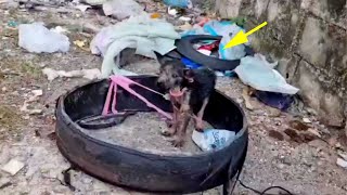 After being abandoned at a secluded landfill the puppy screams till tired [upl. by Ltihcox]