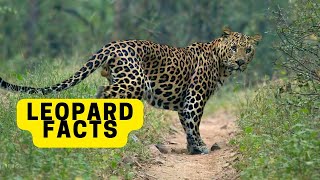 All About Leopards for Children Leopards Facts for Kids 2023 [upl. by Nnanerak]