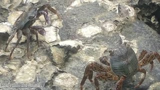 Coral Crab eats plankton  Wild Plants and Animals [upl. by Foy]