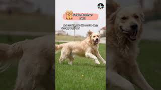 Golden Retriever Facts shorts pets facts [upl. by Charity]