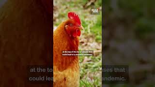 Canadian virologist sounds alarm over spread of H5N1 birdflu [upl. by Lipscomb727]