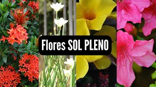 20 Flores de sol pleno [upl. by Zeiger]