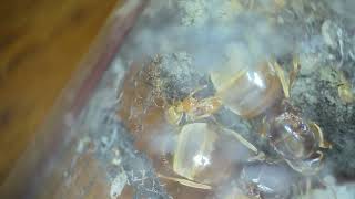 Lasius Flavus quick update [upl. by Aruabea]