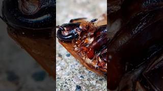 Hormigas comiendo cucaracha [upl. by Maximilianus250]