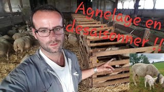 🐏 Misebas des brebis agnelage Août 2019 n°23 [upl. by Yedoc651]