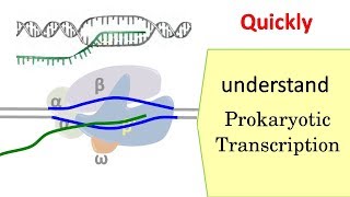 Transcription in prokaryotes [upl. by Funch443]