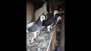 Tipplers amp Serbien Highflyer Pigeon 2019 [upl. by Schoof401]