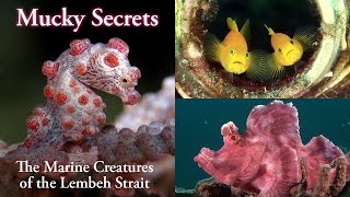 Mucky Secrets full  The Marine Creatures of the Lembeh Strait [upl. by Ulita438]