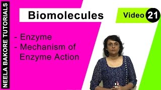 Biomolecules  NEET  Enzyme  Mechanism of Enzyme Action  Neela Bakore Tutorials [upl. by Lissak834]